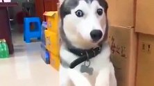 来自美国的二哈被主人惩罚，当看到它脑袋上的东西，太逗了！