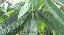 养花不如选盆发财树吧，财气福气全来了，是家庭盆景佳品