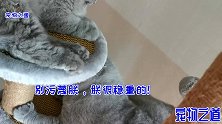 新来的猫比原住猫还闹腾，上窜下跳又打又闹，公猫的戏精眼神真酷
