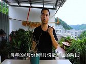 每年这个“季节”，月季会假死，大量枯萎掉叶