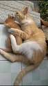 猫：不准你到处跑，在家陪我玩儿吧！