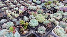 夏季多肉出现“新情况”，闷根应该如何正常换盆，您做对了吗？