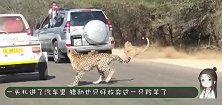 空中速度与陆地速度的碰撞，猎豹大鸟上演速度与激情，谁更胜一筹