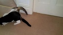 新来的流浪猫老式欺负家猫，主人却不管还看热闹，太可怜了