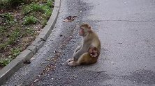 母猴无时无刻不想丢掉小猴，小猴却死缠烂打，把母猴逼得没办法了