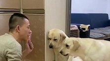 拉布拉多老四迷迷瞪瞪的，真的是谁都敢坑，难怪狗妈妈要揍它