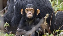 出生后的第一年，小黑猩猩会一直跟在母亲，通常是骑在母亲背上