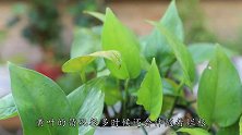 想要绿萝叶片肥厚、油绿？5个方面伺候到位，越养越省心