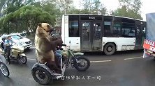 棕熊误入训练场，遇见一群俄罗斯士兵，熊-大哥给点面子！