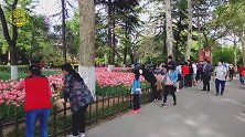 西安兴庆公园赏郁金香和牡丹花 还有人在这里画画