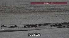 呼伦贝尔狼群偷袭撕咬马儿监控视频曝光，受损牧民回应