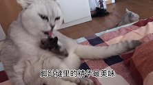 猫咪忘情吃脚脚，连脚趾缝都不放过，这大猪蹄子真香