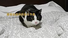 猫咪会打鼓还会跳舞？笑出腹肌，快来学学！