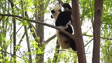 熊猫：树干上的华丽转身，证实了国宝是攀岩高手