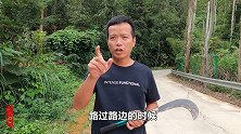 路边惊现观赏性极高的植物，有人称它为“鸡眼睛”，你们见过吗？