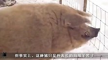 绵羊和野猪也能交配如果不是亲眼看见，你会相信吗