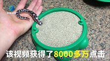 最近，8000万人看了这个视频