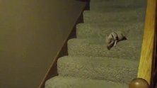 小二哈摔下楼梯，楼下的狗妈都看傻眼了，镜头记录下搞笑瞬间