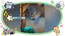 猫咪抓鱼略显笨拙：心有“鱼”，而力不足