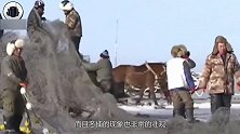 老外效仿中国查干湖捕鱼，当渔网拉上来的时候，自己却笑不出来了