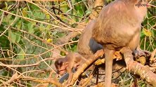母猴准备离开，猴儿拽住母猴，母猴怒了，拽住猴儿的头教育猴儿！