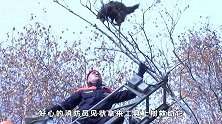 救助被困树顶的小浣熊，不料浣熊纵身一跃，从十几米树上摔下！