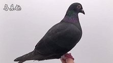 信鸽鉴赏：精品国血，纯黑品种“黑金刚”