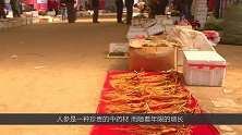 千年人参真会跑？它到底是怎么跑的？今天可算是搞明白了！