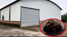 探访被端后的上饶斗狗赌博窝点，村民：像畜牲一样拿狗开玩笑