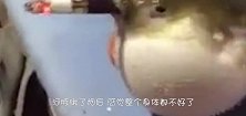 水族馆里的金枪鱼试图攻击游客，一头撞在玻璃上，镜头记录全程