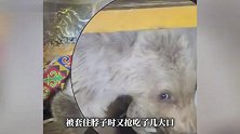 阿勒泰一幼熊闯牧民毡房偷吃羊油，警察来了都不慌，熊脖子被套还抢吃几大口