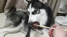 哈士奇第一次吃灌肠，刚开始一脸嫌弃，最后吃光一盘还想吃