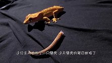 壁虎尾巴断掉了，主人将断尾放在壁虎身前，它会怎么办？