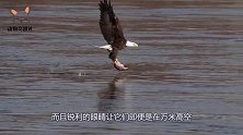 老鹰从高空俯冲而下，错将棕熊当成野兔，飞到跟前为时已晚