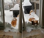 加拿大宠物狗大雪后想去院子玩 艰难走出一米后返回
