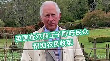 英国蔬果烂地无人采摘 查尔斯王子呼吁民众帮忙摘果收菜