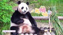 爱吃胡萝卜的熊猫华妮又来圈粉了！胖嘟嘟萌乎乎的样子好乖哦！