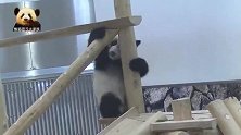 熊猫宝宝在木架上钻来钻去，摆出各种造型，这么萌可还行？