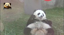 头顶“天线”的熊猫宝宝躺在草地上美滋滋地吃东西，好可爱