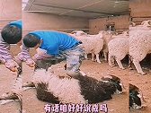 绵羊：大哥给点面子，后面这么多羊看着呢