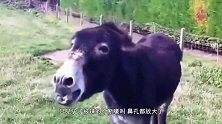 老外将死神辣椒放在地上，被老鼠全部吃掉后，下秒达到鼠生巅峰