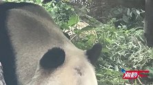 挺秃然的！网红大熊猫有点头秃，网友：难不成是熬夜惹的祸？