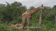 牛羚被狮子一招锁喉，狮子正打算吃肉，不料下一秒发生意外
