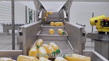 澳洲悔不当初？美国猝不及防，网友：何必如此呢！