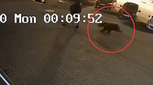 男子当街遭熊袭击展开搏斗 监控拍下惊险一幕