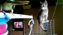 猫咪单杠上走路遇到拦路的鹦鹉，下一秒猫咪反应亮点，主人看蒙