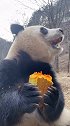 大熊猫吃午饭，太可爱了