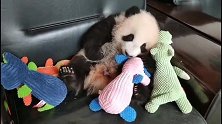 熊猫重重：羡慕！重庆人民家里养熊猫！ 我也想养