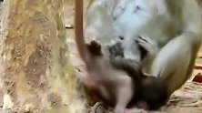 小猴子死缠住要喝奶，和猴妈妈杠上了，搞笑