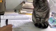猫咪：尺子挡着你写字了，我来帮你拿开